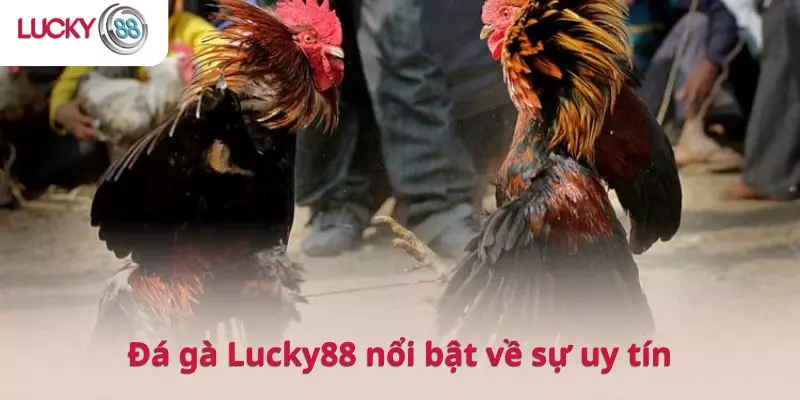 Điều khiến Đá gà Lucky88 nổi bật chính là sự uy tín