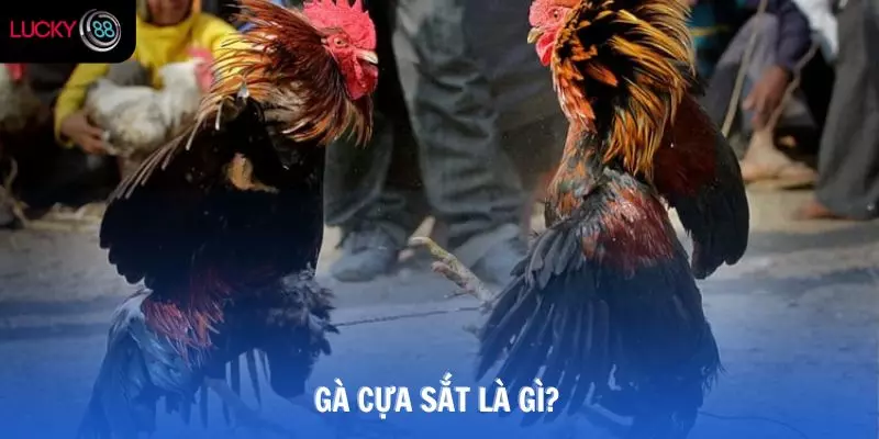 Gà cựa sắt là gì