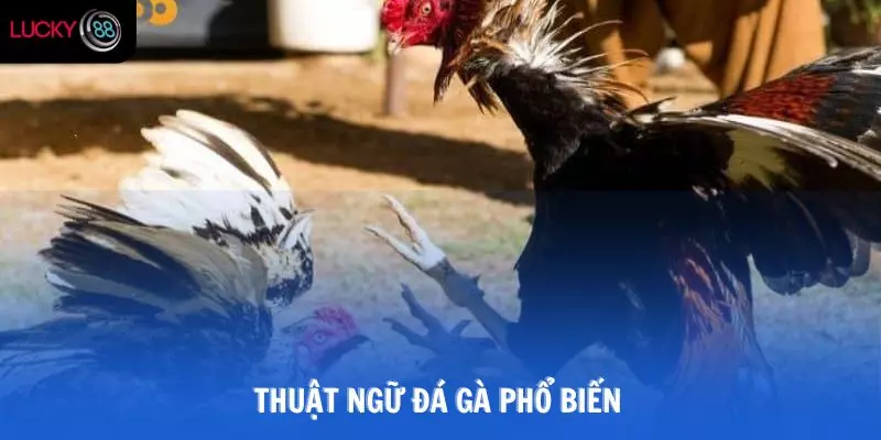 Thuật ngữ đá gà phổ biến
