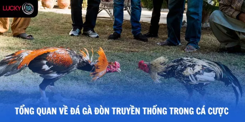 Tổng quan về đá gà đòn truyền thống trong cá cược